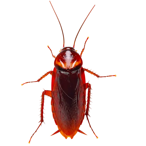 Bug